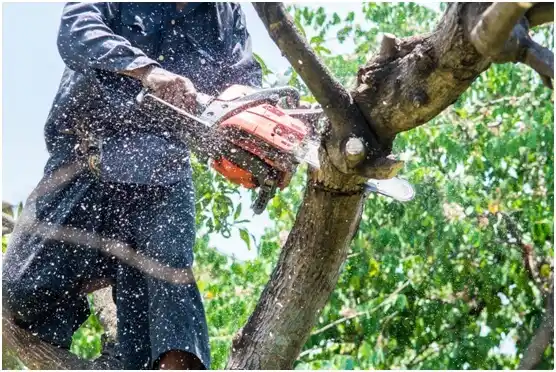 tree services Occoquan
